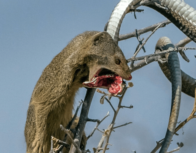 镜头下动物世界的死神来了