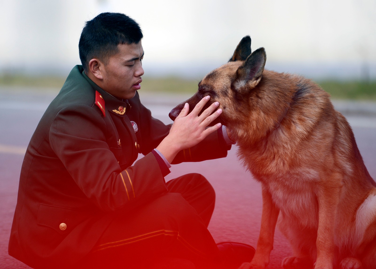 不少读者一定看过《忠犬八公》,《消防犬》,《神犬奇兵》等电影或