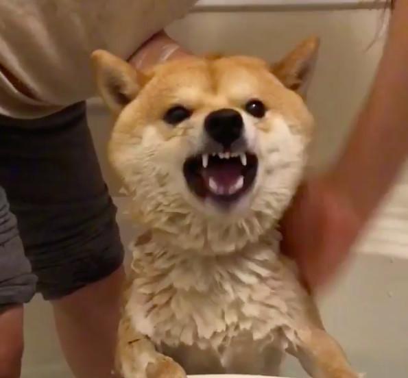 小柴:铲屎的,水太热啦……小柴:嗯……这还差不多,可以可以,待会给你