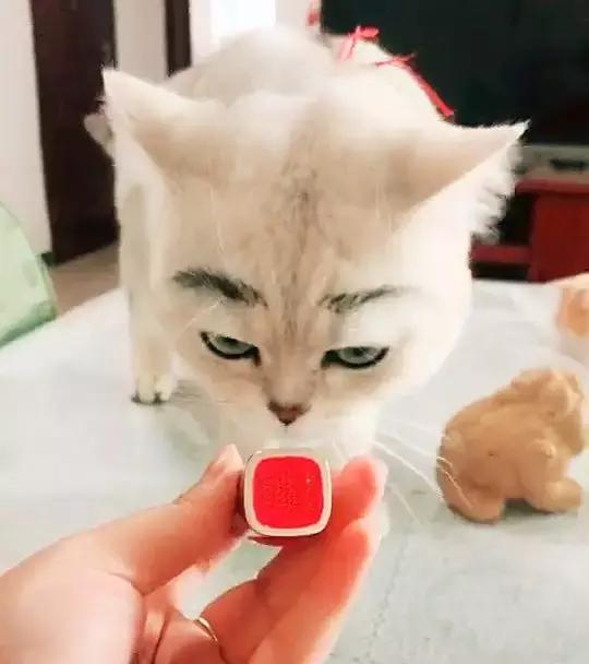 猫咪被主人妆扮,脸上画了眉毛涂了口红,看起来貌美如花