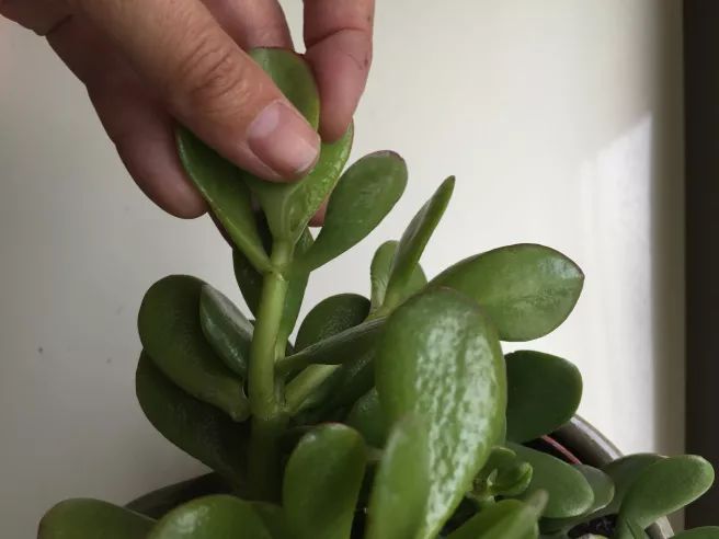 对玉树进行掐顶还能控制它的株型,有利保持好看的形态,想要养出玉树