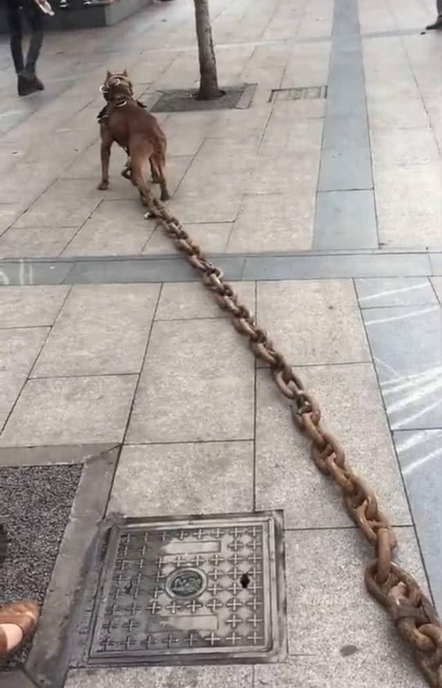 这就有些夸张了,狗脖子上挂百斤的大铁链,这是在训练狗狗?
