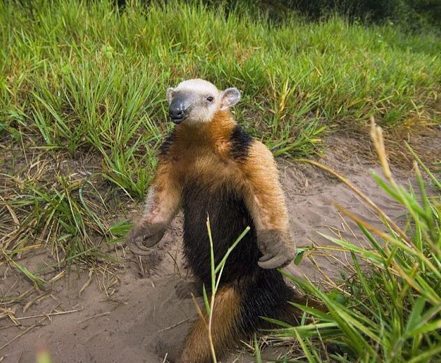 土豚拍胸示威一本正经的样子太逗了谁想它接下来这一下才可怕