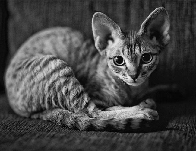 高智商又粘人世界上最聪明的猫排行