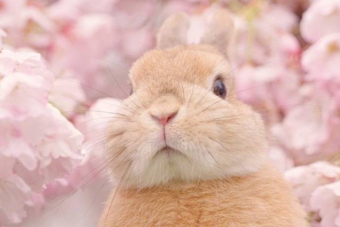 樱花与兔子~好美的仙女兔啊！。