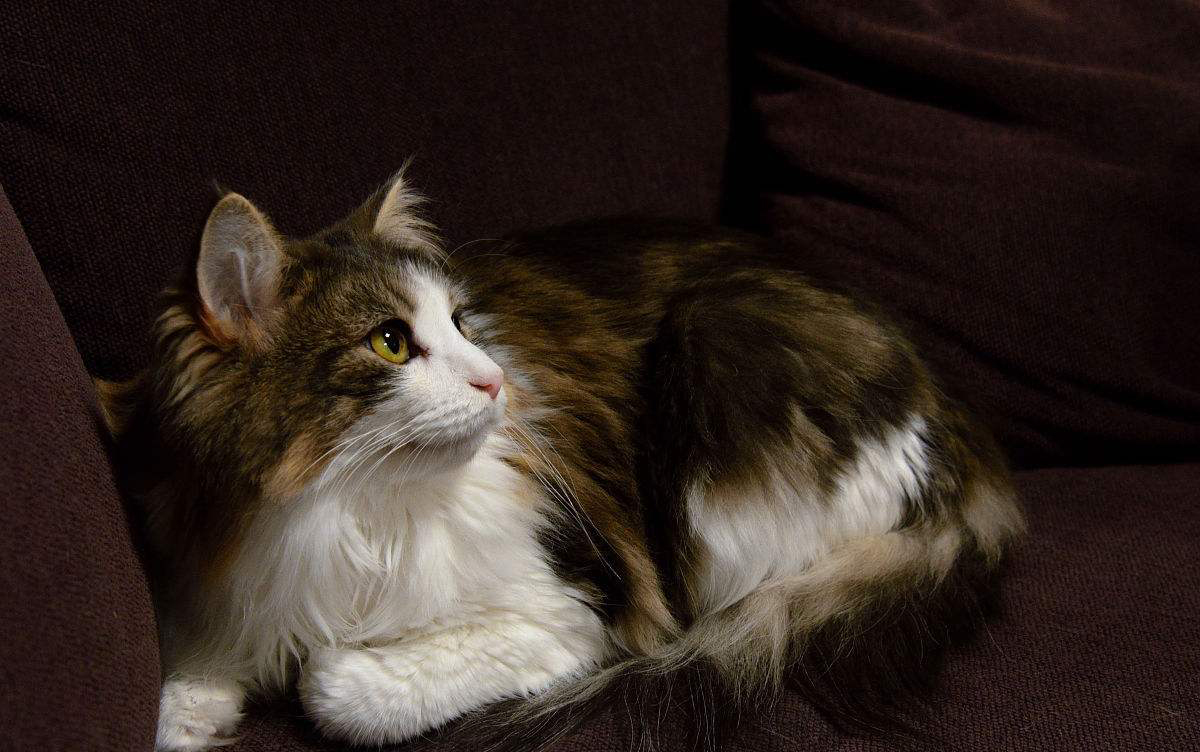 高智商又粘人世界上最聪明的猫排行