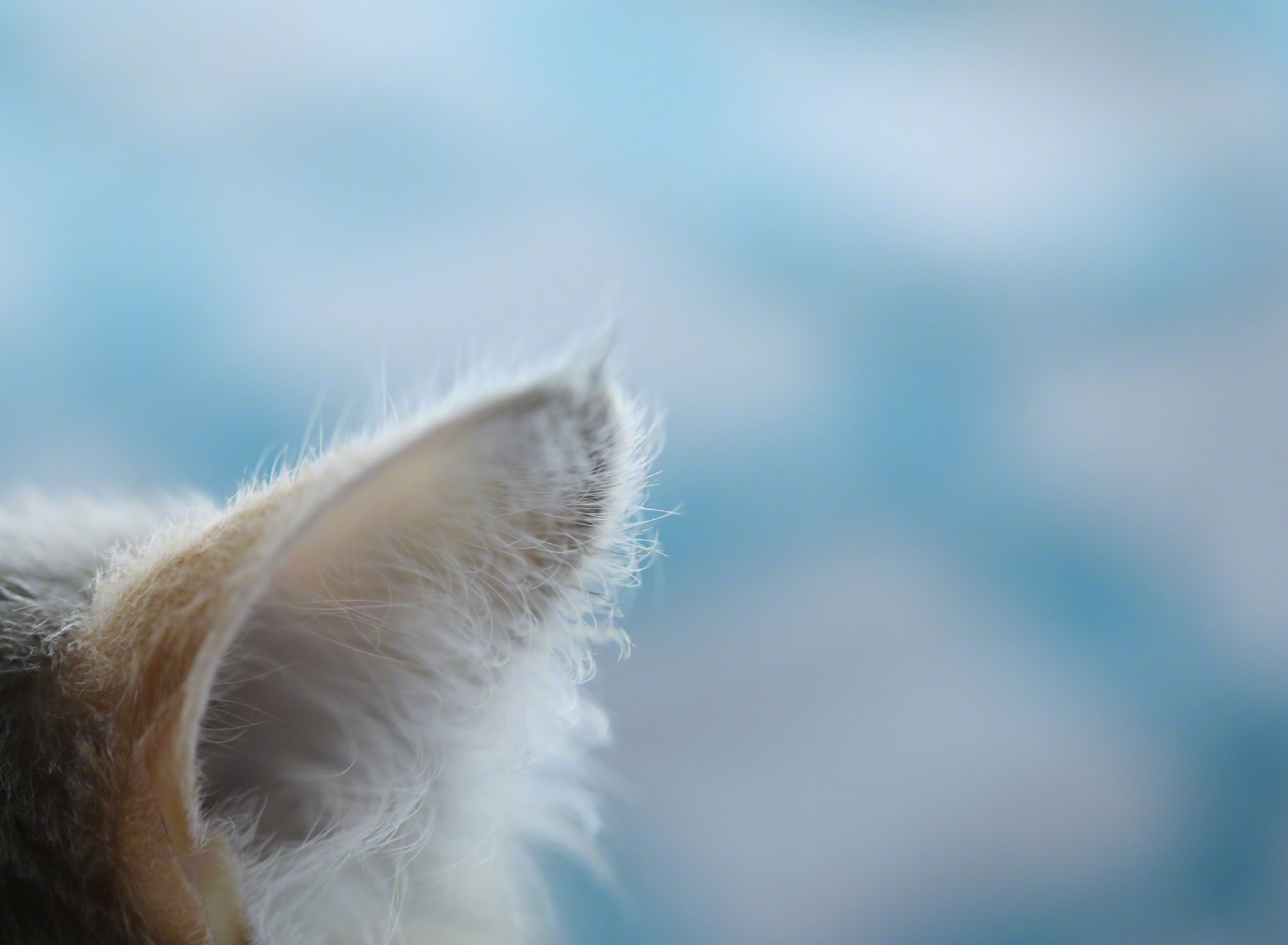 据说聪明猫的耳朵才长聪明毛