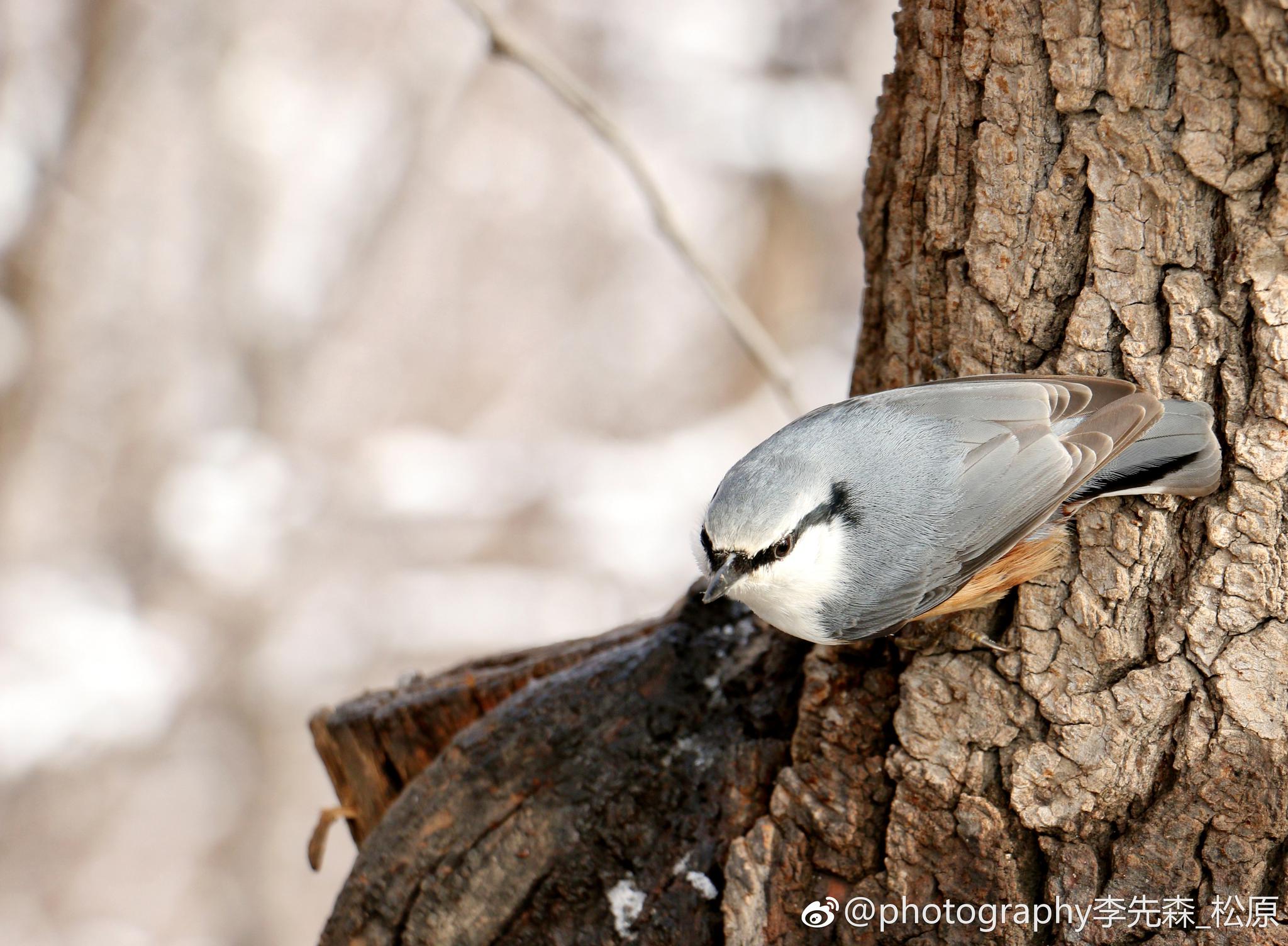 望天谁知鸟飞处 天晴之时 雪满枝头 花满地中