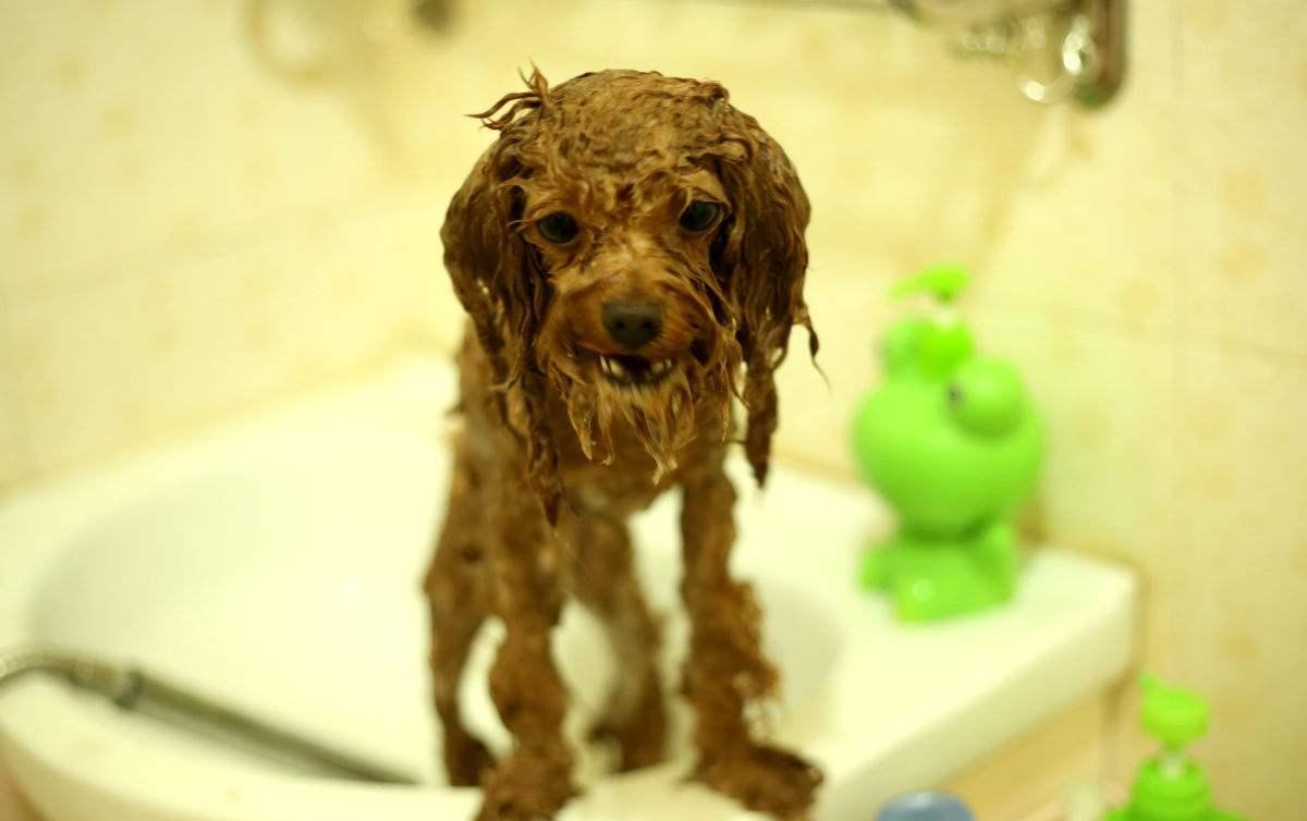 爆料狗狗的丑照, 简直丑死狗了!