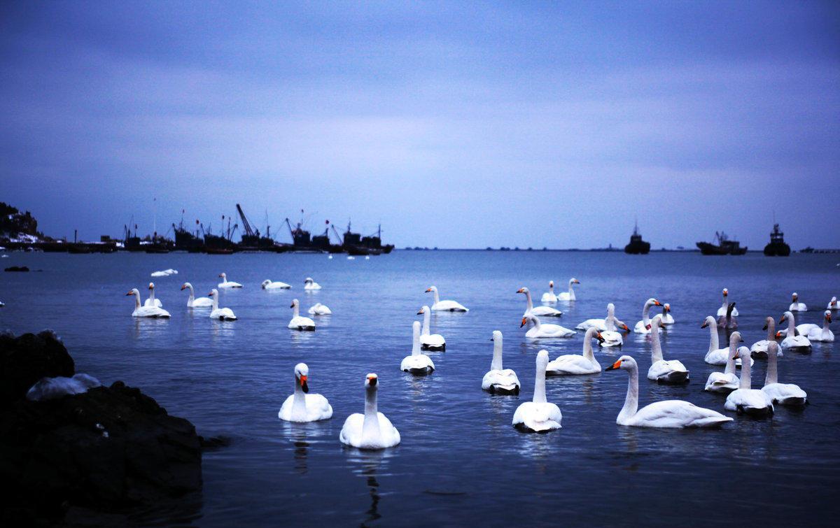 荣成天鹅湖, 只只亭亭玉立的天鹅形成一幅浪漫的画卷