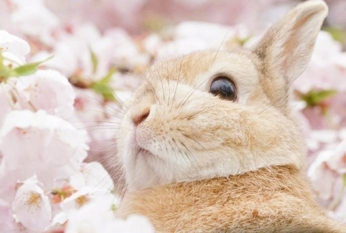 樱花与兔子~好美的仙女兔啊！。