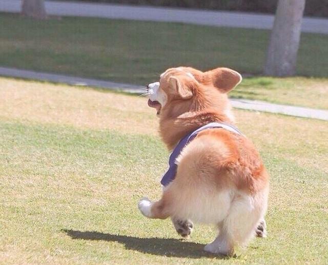 狗狗颜值排行榜,你最喜欢哪一种?