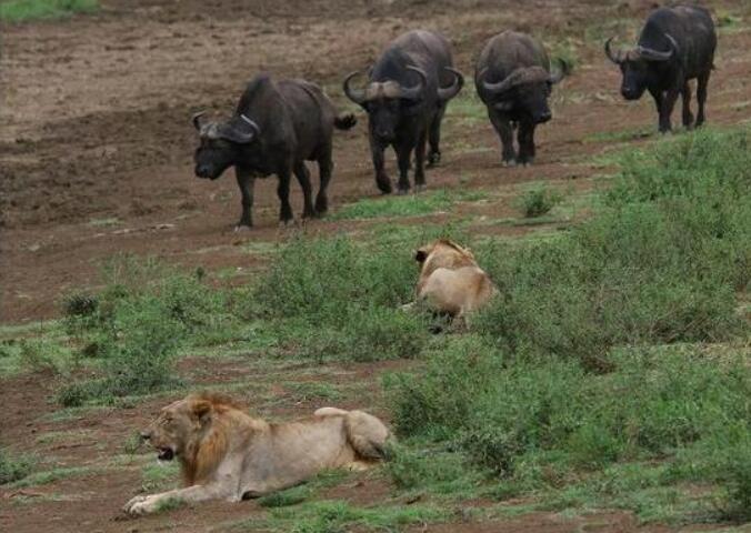 狮子埋伏捕猎水牛却被吓跑,游客笑称这怂样威风何在