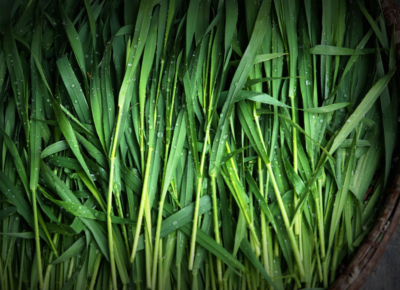 吃货们.清明时节,"碱性食物之王"-焦溪文元麦青汁糯团等你尝