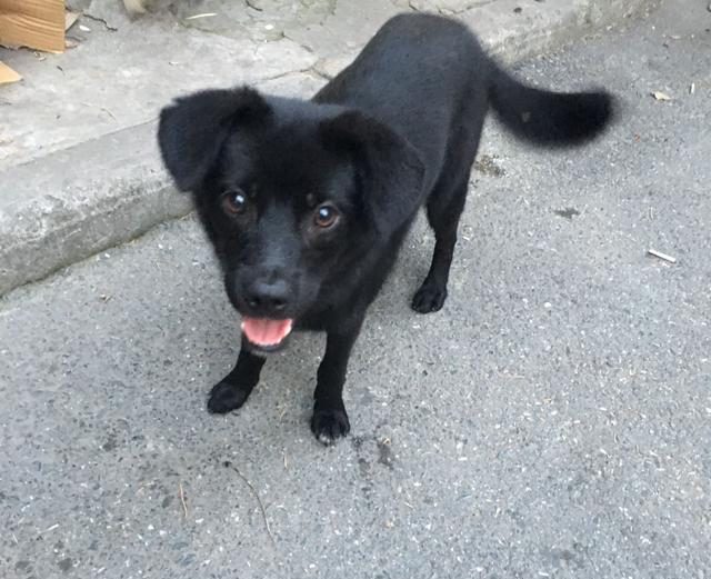 全黑的狗狗 中华田园犬中的黑珍珠!