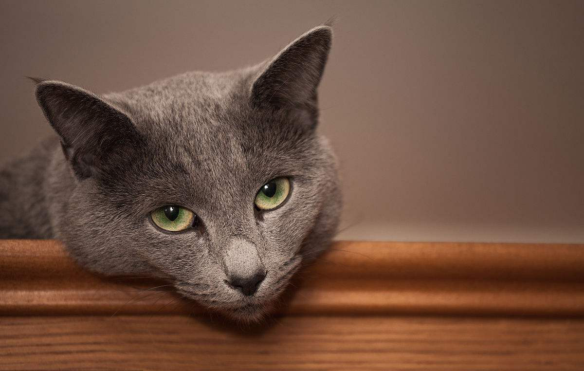 高智商又粘人世界上最聪明的猫排行