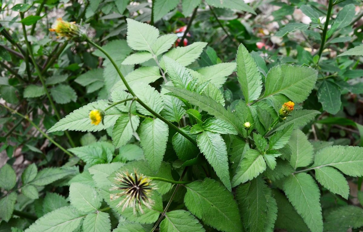 农村一大"恶草",喜欢粘人身上,农民见了就砍,却有人用它发财