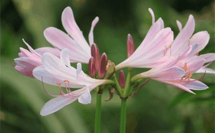 鹿葱又叫紫花石蒜,花朵淡紫色,有香气,它的花瓣边缘略有褶皱.