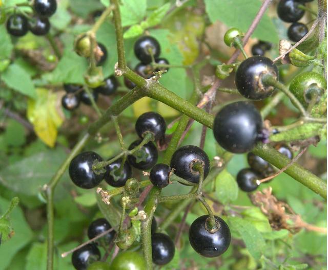 黑豆豆学名天泡子,本地人多呼灯卜菜(分为灯卜公和灯卜母).