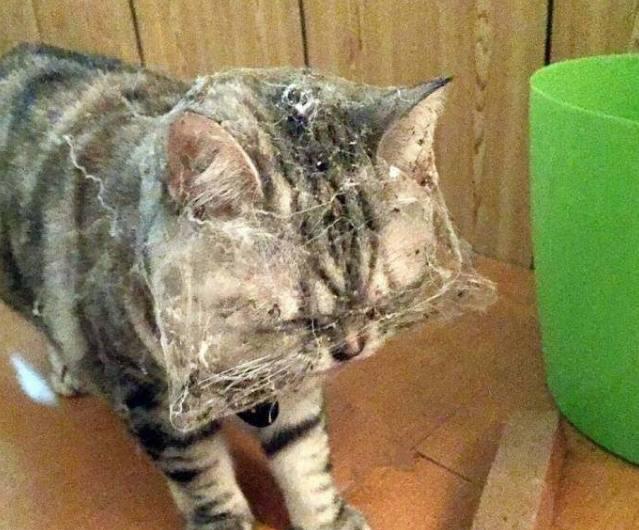 英短淘气,挂了满脸蜘蛛网,这小表情非常委屈!