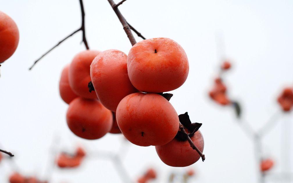 秋季吃柿子好处多! 但这几类孕妈吃不得, 别再傻傻地吃了