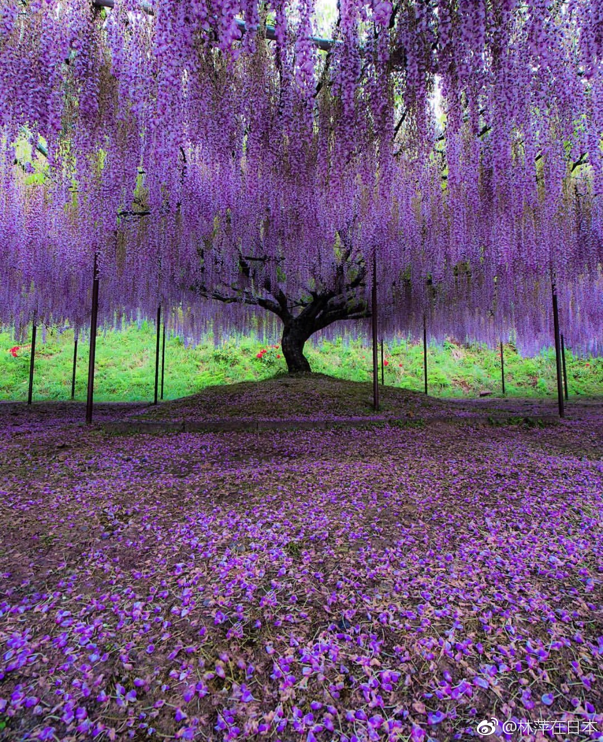 兵库县丹波市白毫寺的紫藤花