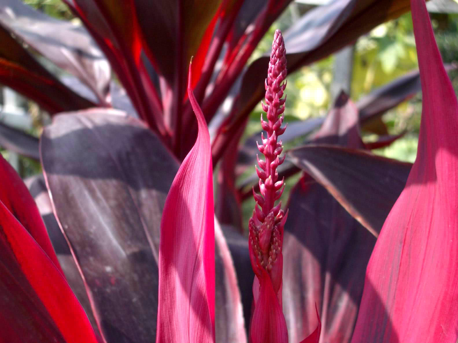 这4种花,天空挂着大太阳,也能开爆盆,适合新手和懒人!