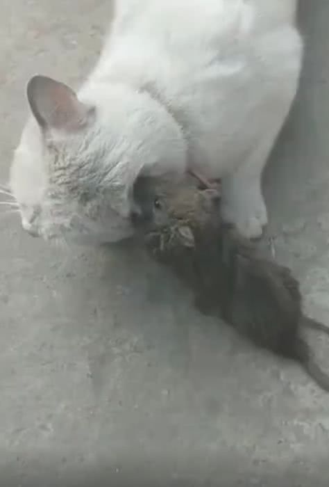 老鼠咬住猫咪的耳朵,猫咪吓得直叫唤,这也太丢猫脸了!