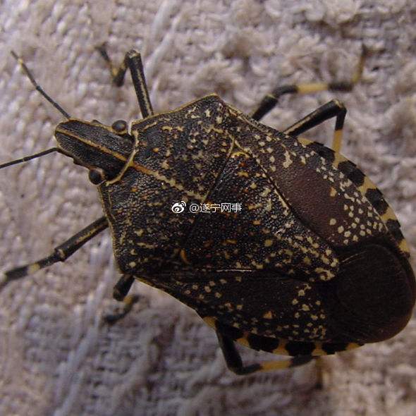 射洪十九名群众为捉打屁虫吃被困孤岛