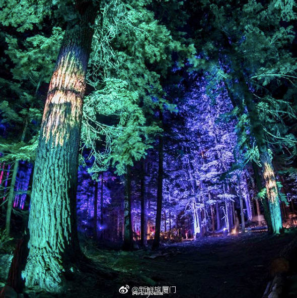 惠斯勒梦幻的森林灯光秀开始啦,古老的森林间,星辰从天而降