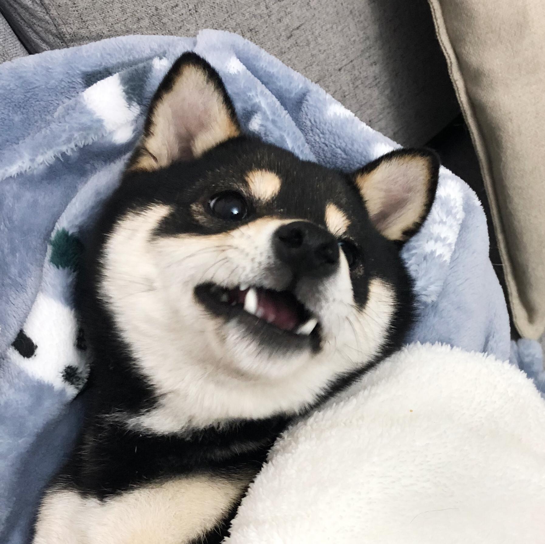 柴犬的脸真的很好捏耶