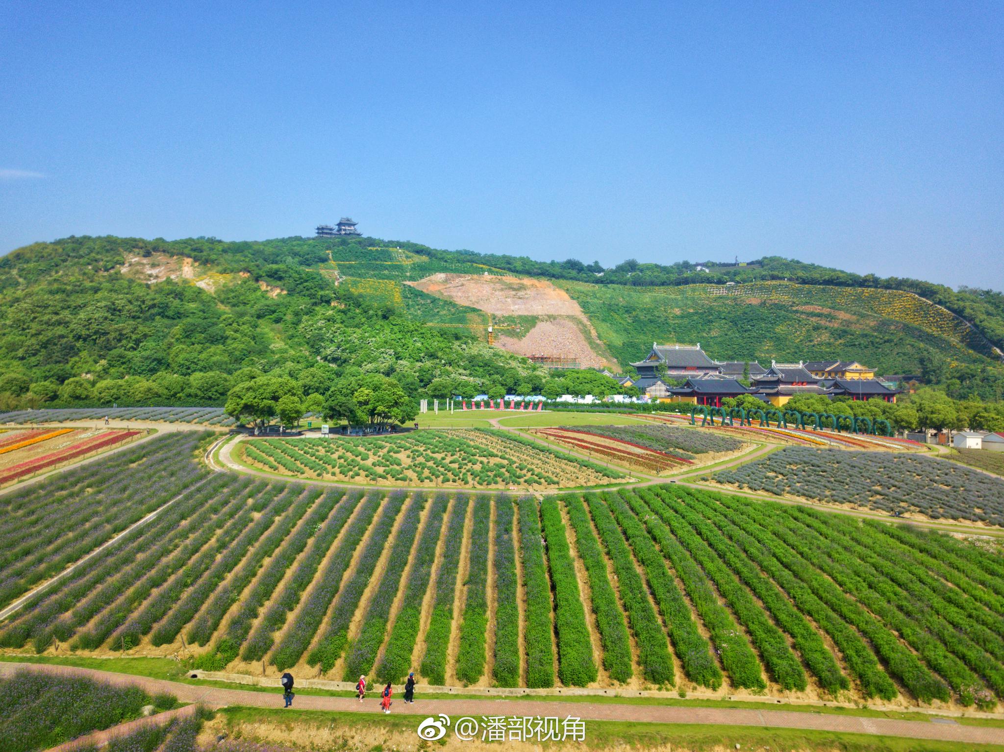 进入初夏,无锡雪浪山下的又一道风景开始拉开序幕了