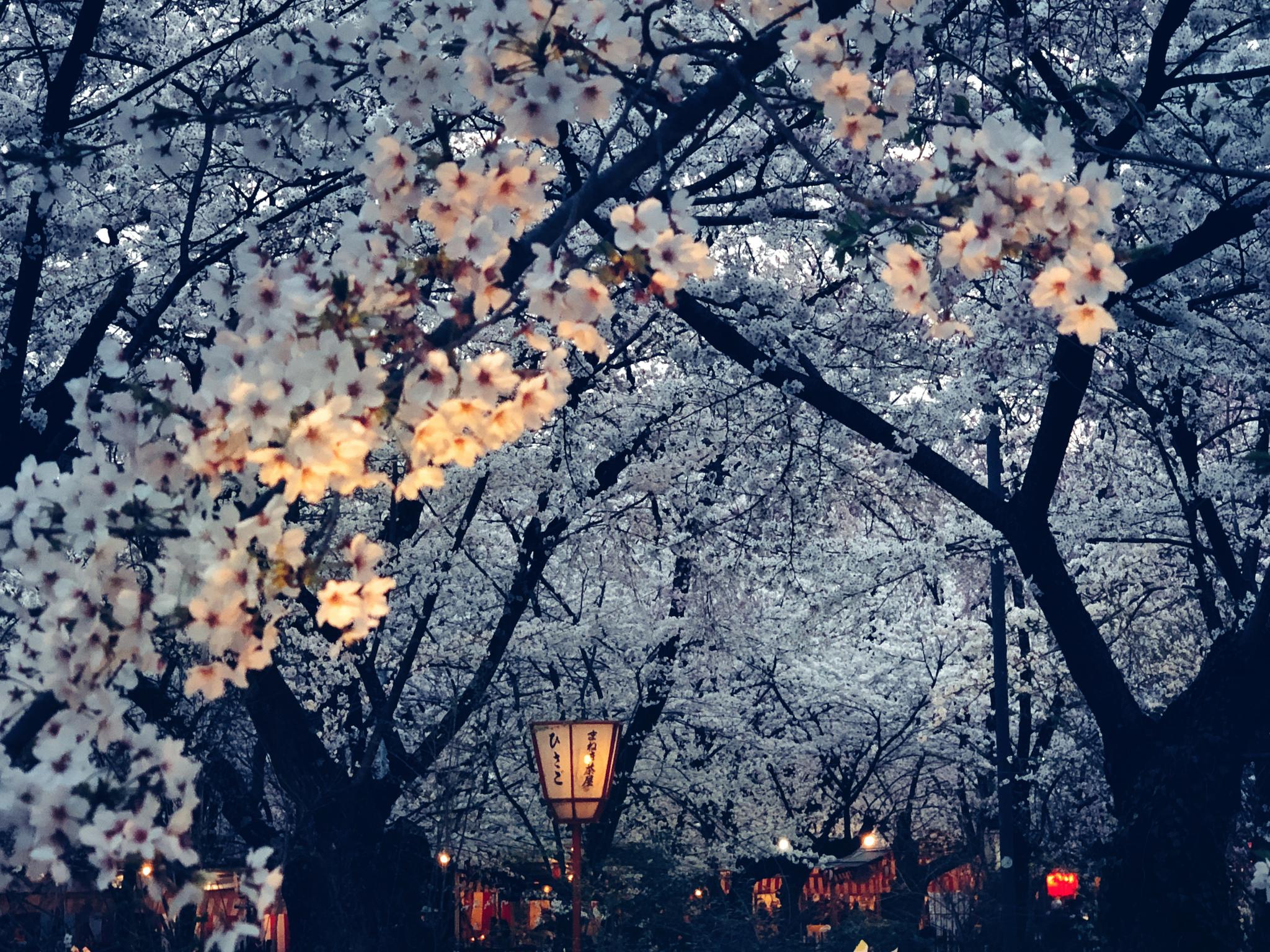 古くから桜の社として有名な京都の平野神社の魅力とは？ | caedeKyoto[カエデ京都] 紅葉と伝統美を引き継ぐバッグ