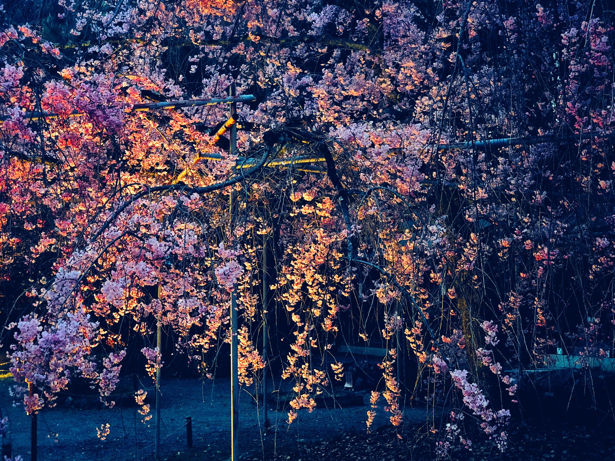 古くから桜の社として有名な京都の平野神社の魅力とは？ | caedeKyoto[カエデ京都] 紅葉と伝統美を引き継ぐバッグ