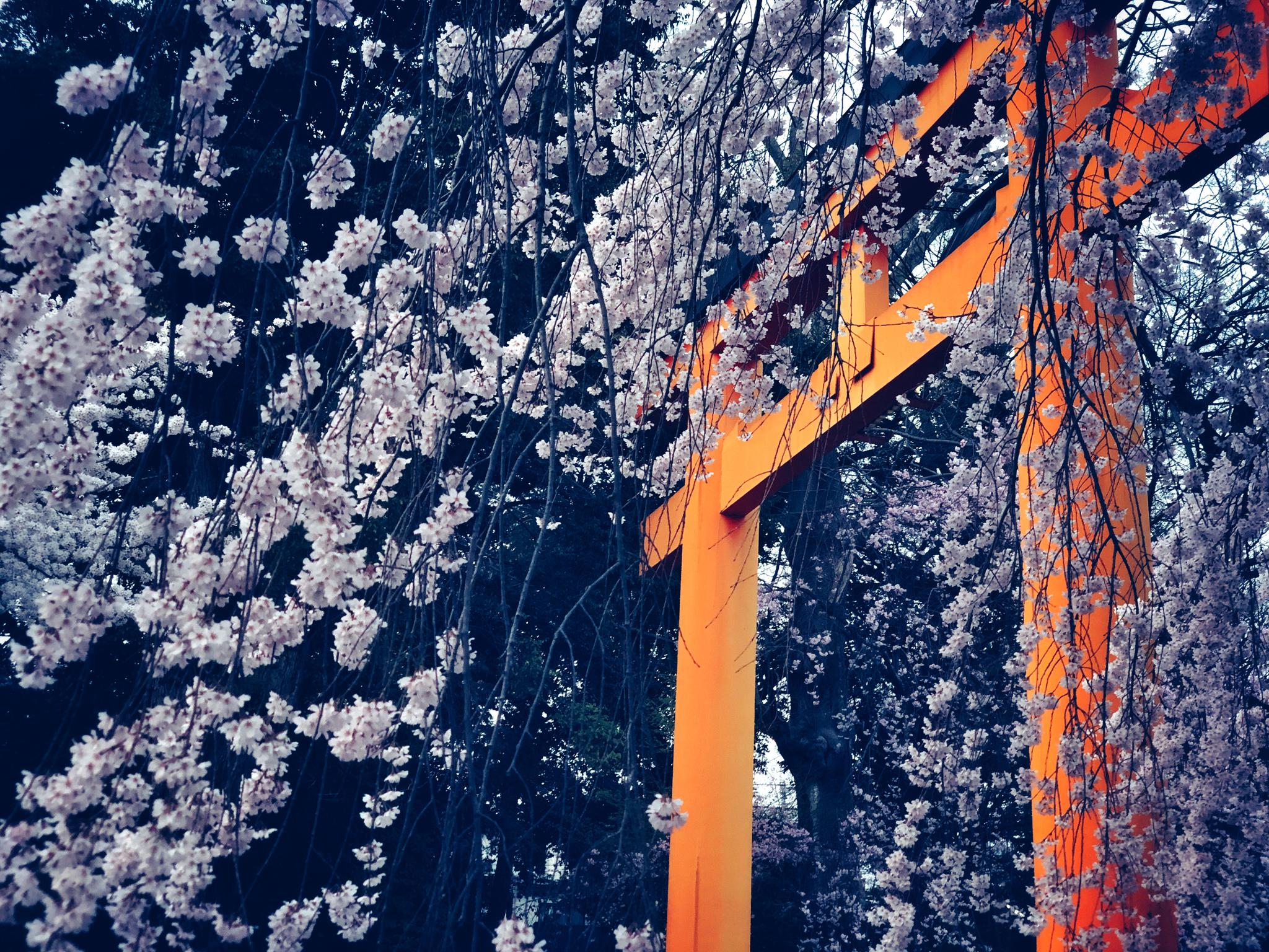 京都-平野神社-桜 | caedeKyoto[カエデ京都] 紅葉と伝統美を引き継ぐバッグ