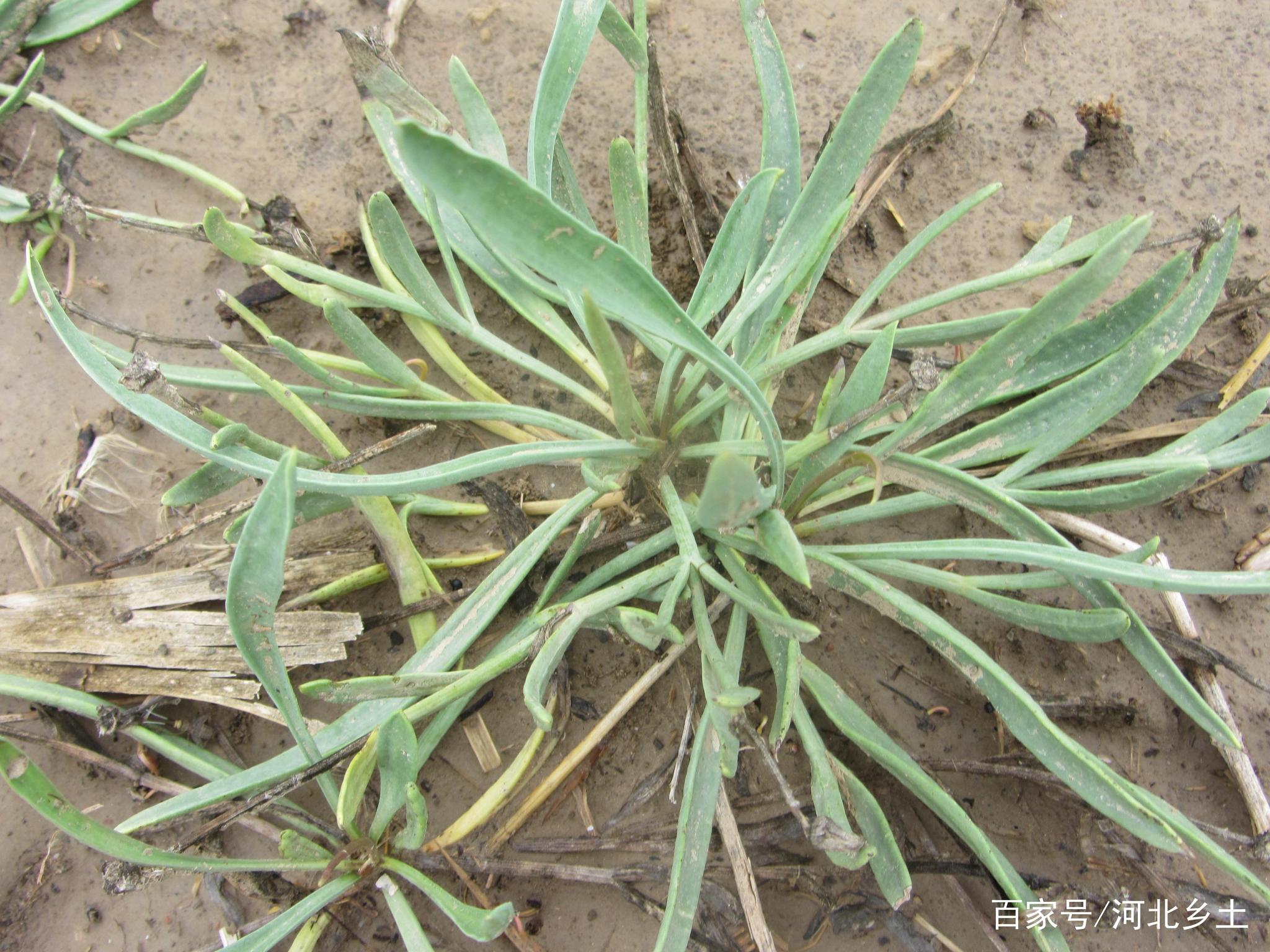 农村的这个阳沟子菜只有盐滩上才能长出来碰到一定挖回来