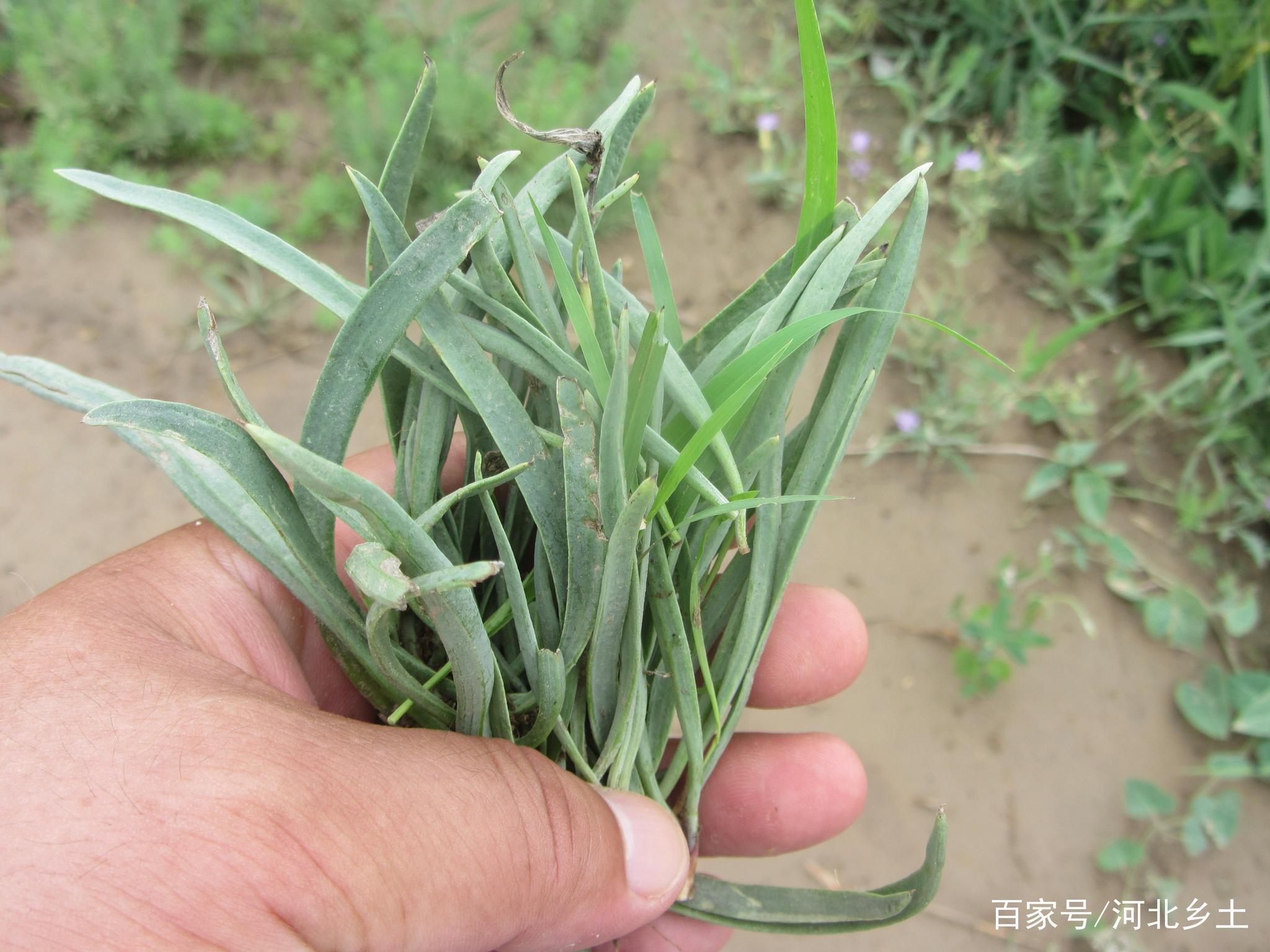 农村的这个阳沟子菜只有盐滩上才能长出来碰到一定挖回来