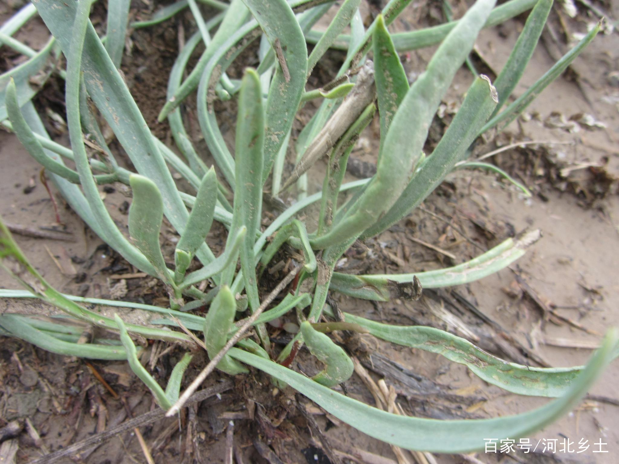农村的这个阳沟子菜只有盐滩上才能长出来碰到一定挖回来