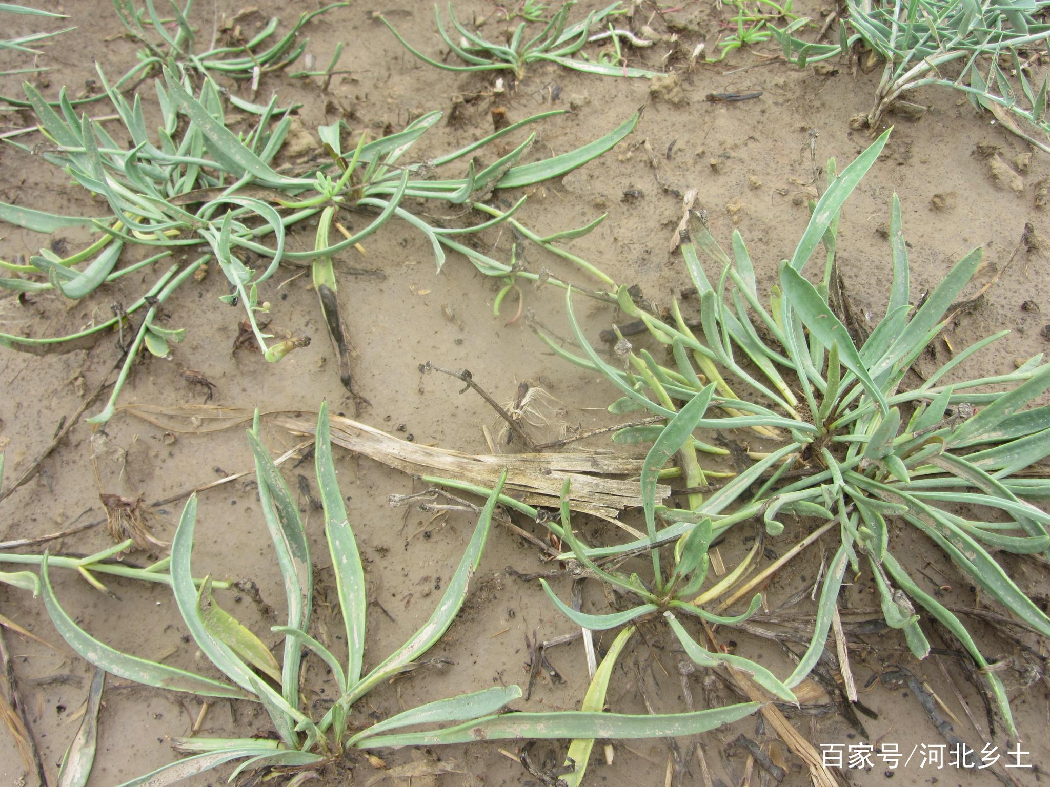 说起野菜,可谓是成千上万种,有些能食用,有些不能食用,因此你去农村挖