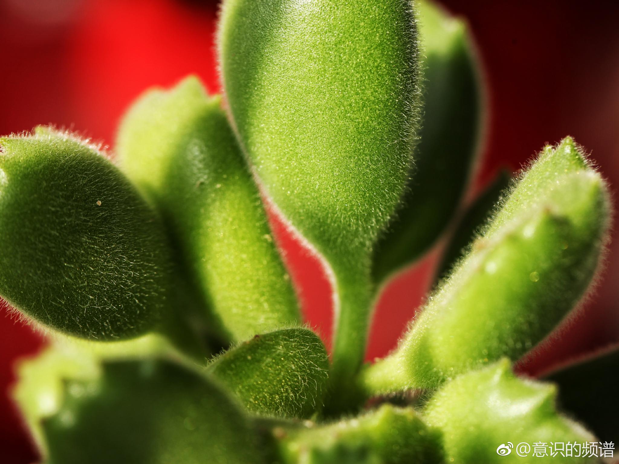 我的肉肉熊童子