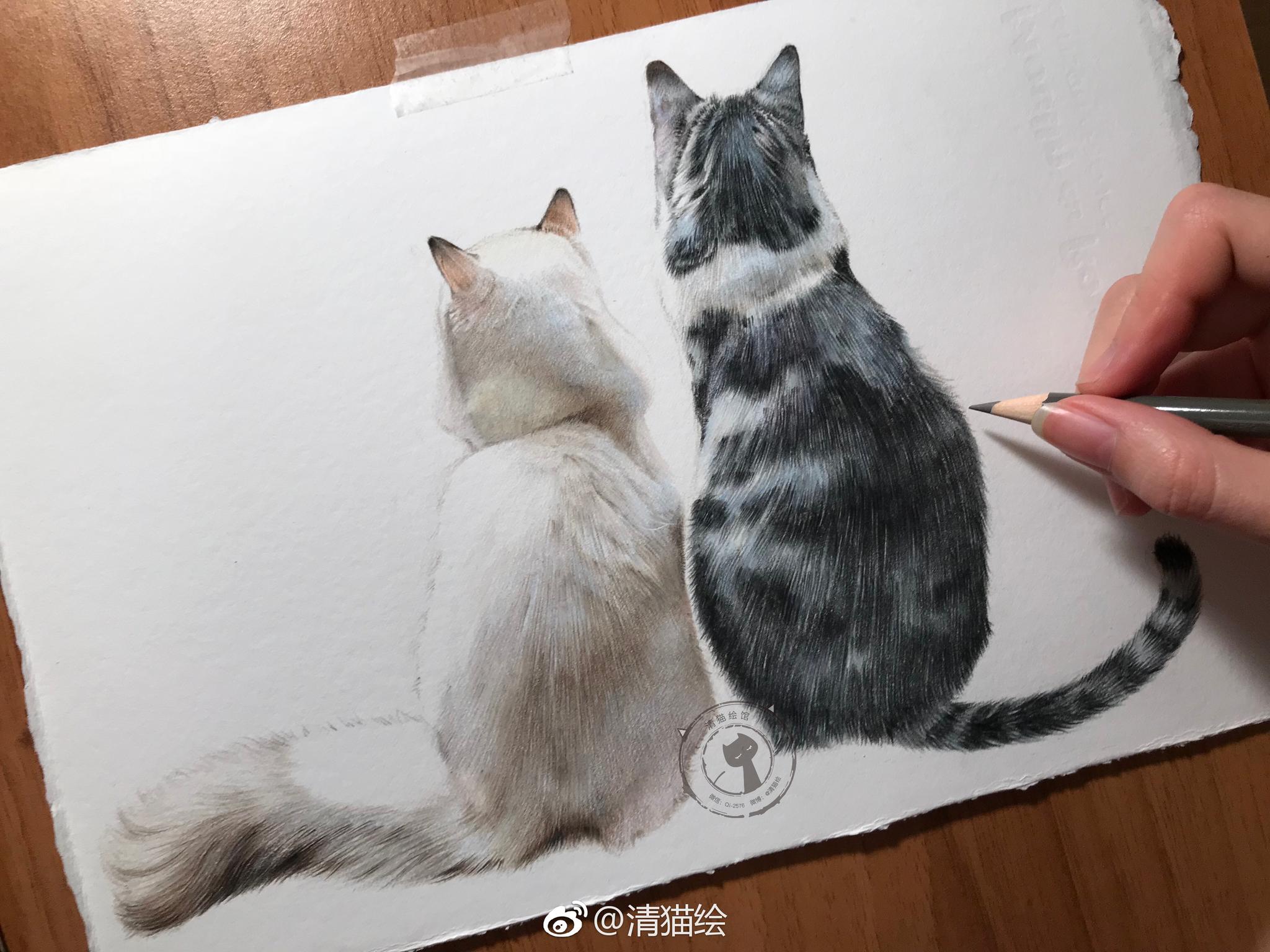 猫素描背影图片