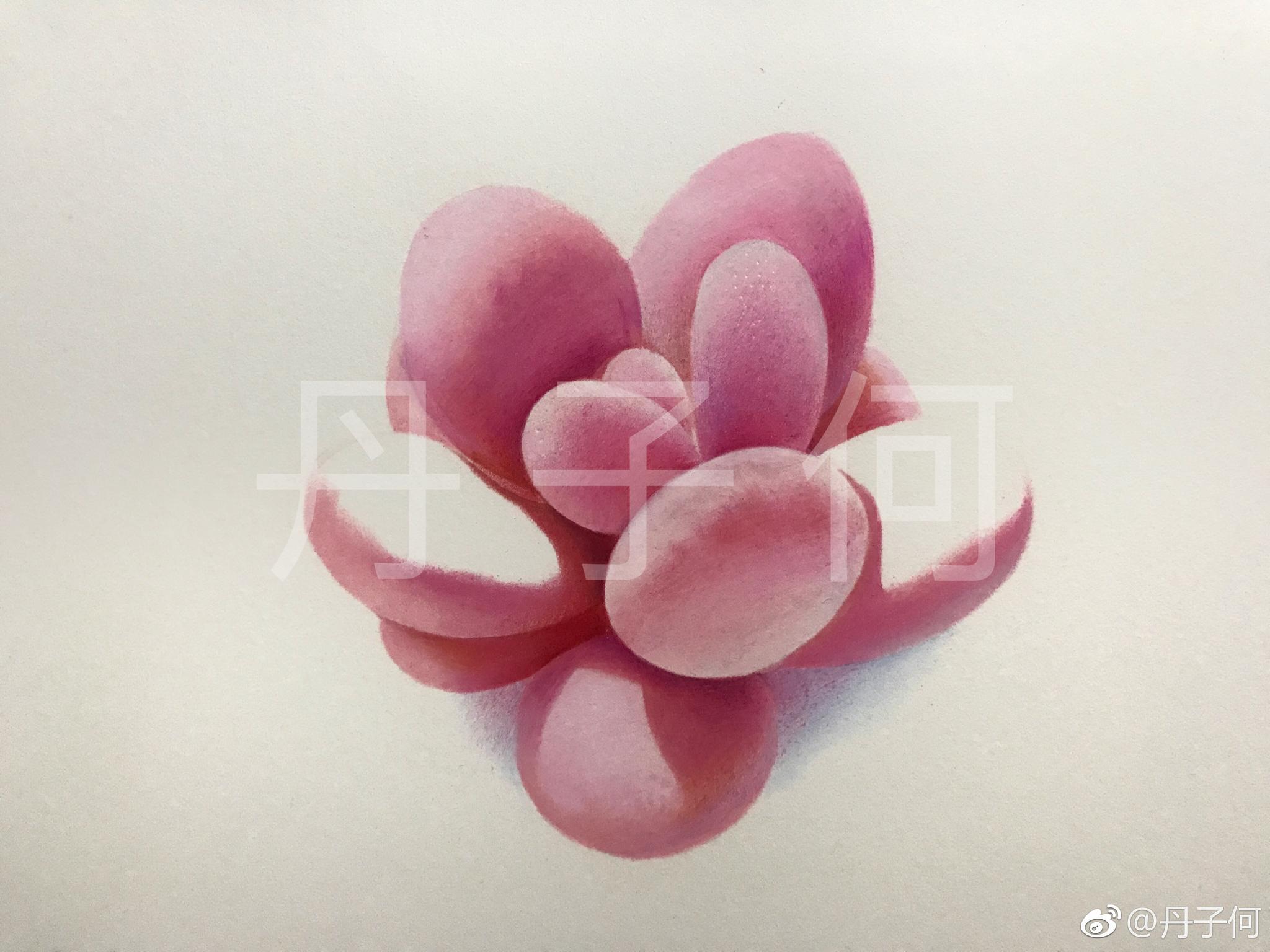 彩铅多肉桃蛋投稿