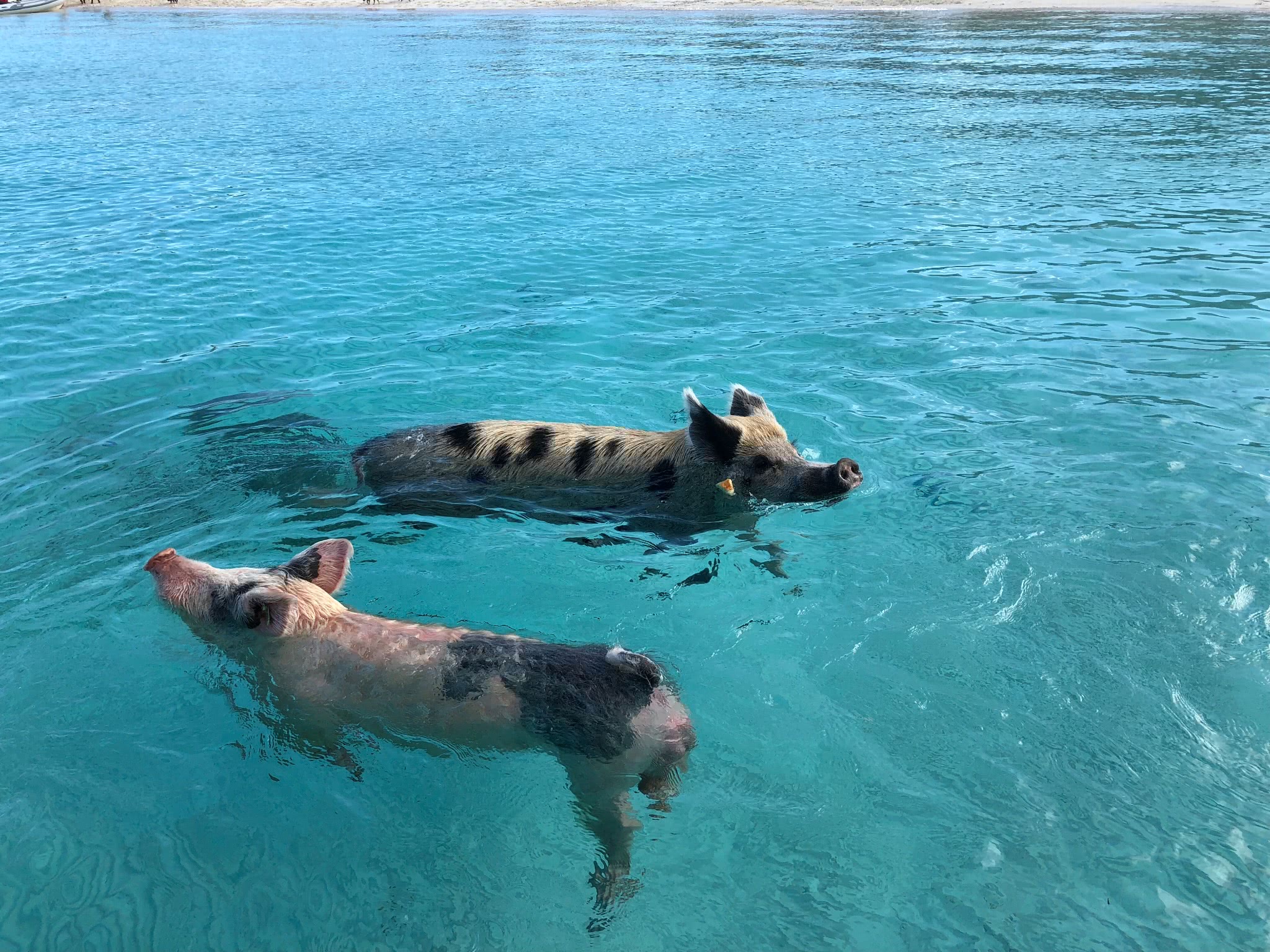 世界上唯一的猪岛,每天除了吃就是睡,还被美女撸,网友:羡慕猪