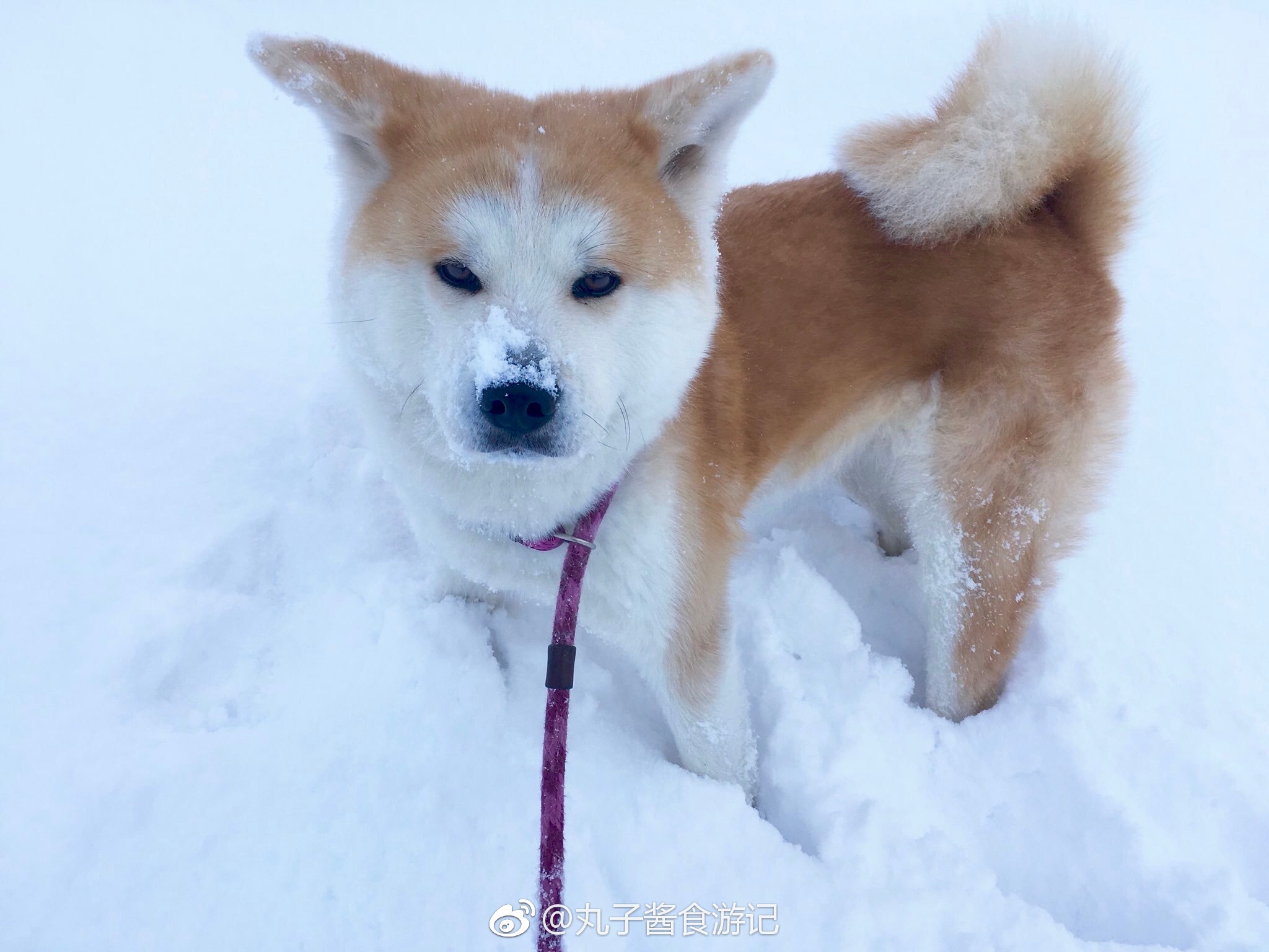 日本朋友纪录的他家的秋田犬!吃起雪来真的是无法形容