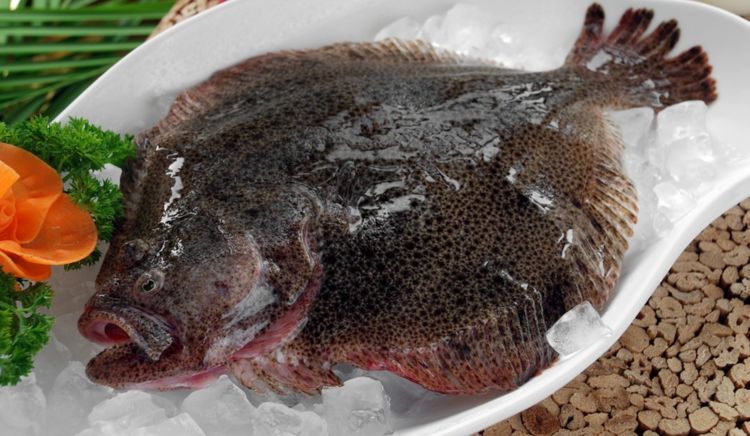 多宝鱼最美味的烹饪方式做法和配方全在这3分钟就能学会