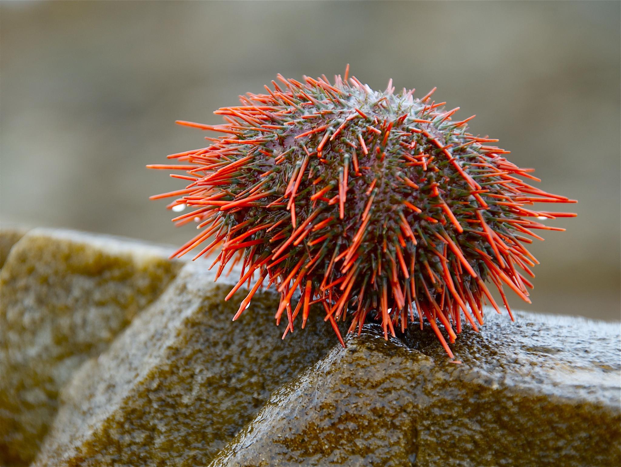红海胆,红海胆沿着北美西海岸飘浮在太平洋海底.