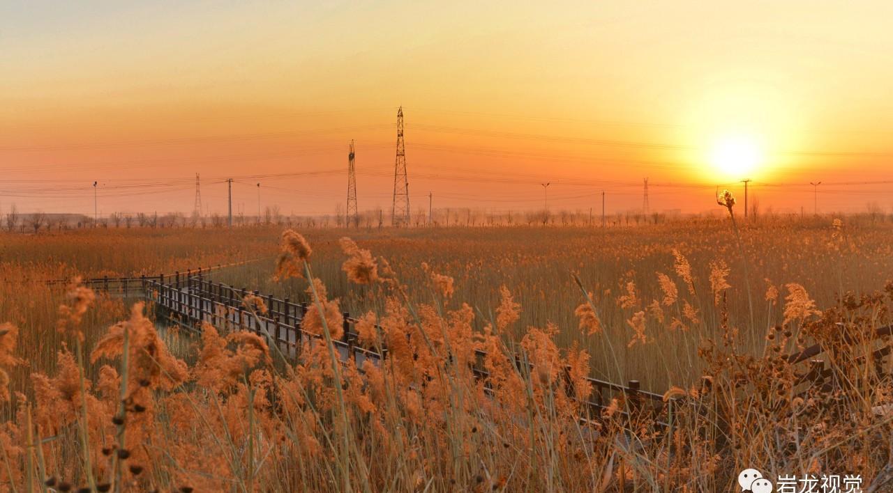 河北胜芳湿地芦苇金黄