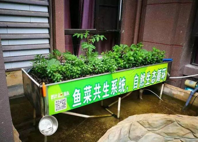 探究｜鱼菜共生10个最好的盈利模式