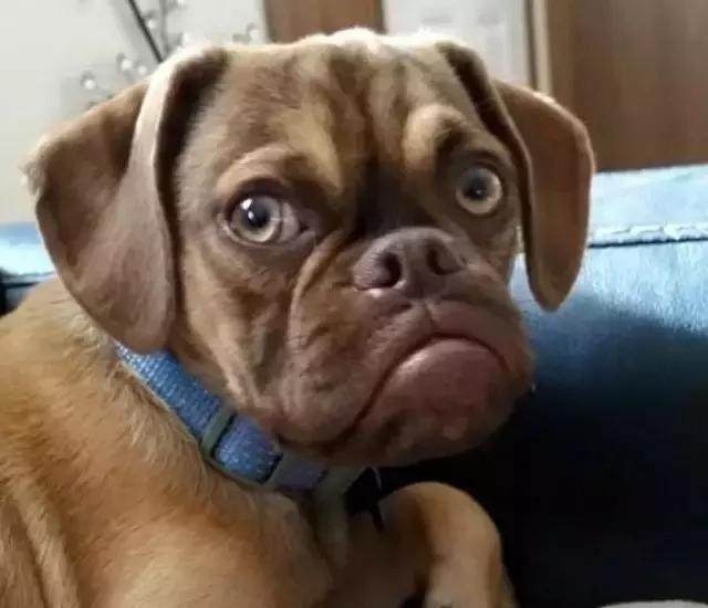 一只天生就不爽的狗狗,脸上总是充满怒气