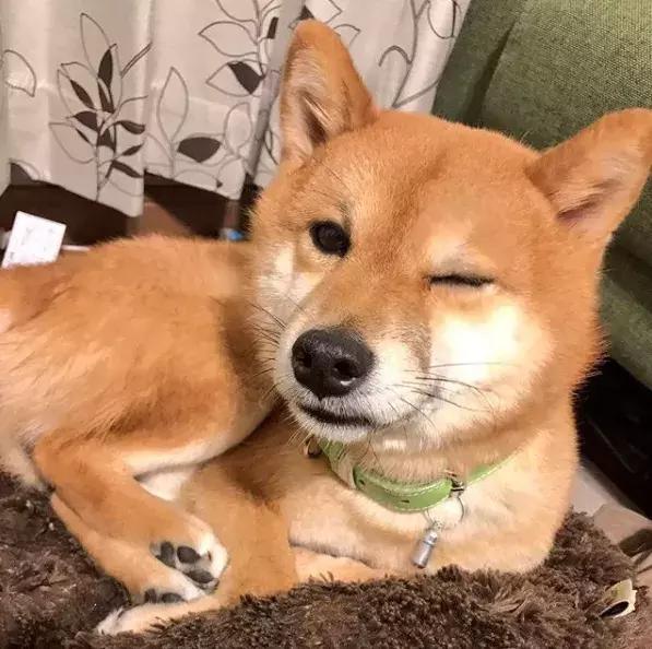 傲娇表情包长大竟然变暖汪这可能就是传说中的狗大十八变吧